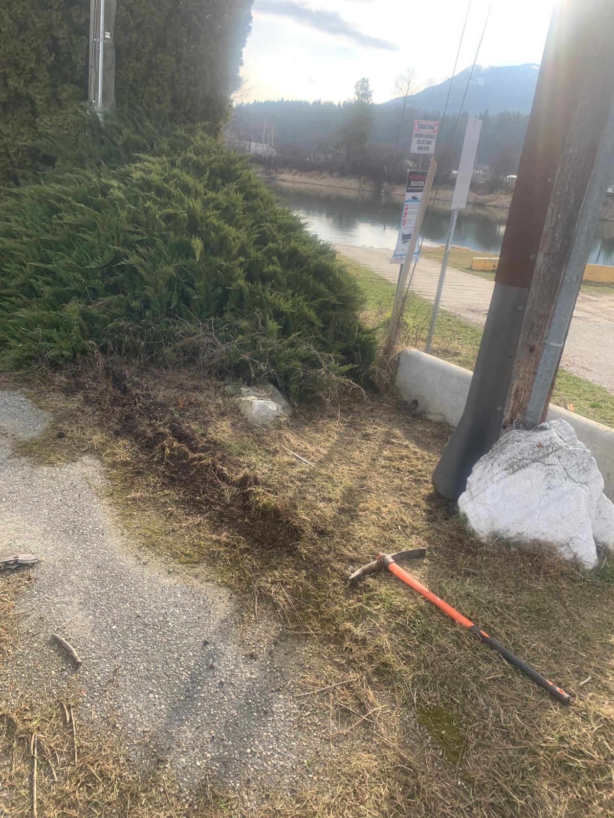 Before: overgrown juniper shrub sprawling at a commercial corner